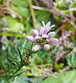 Asperula cynanchica - Kalkbedstro