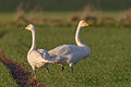 Whooper swan