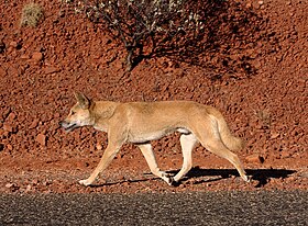 Australian dingo