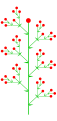 Thyrsus mit Doppelwickel-Zymen