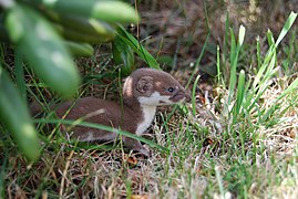 Nevăstuică (Mustela nivalis)