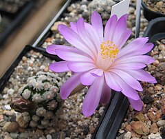 Description de l'image Mammillaria theresae.jpg.