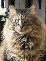 Norwegian Forest