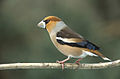 European Hawfinch