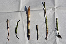 van links naar rechts: Equisetum arvense Equisetum palustre Equisetum telmateia Equisetum × litorale Equisetum fluviatile Equisetum × font-queri