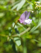 Vicia hassei