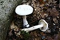 Clitocybe truncicola