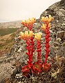 Dudleya farinosa