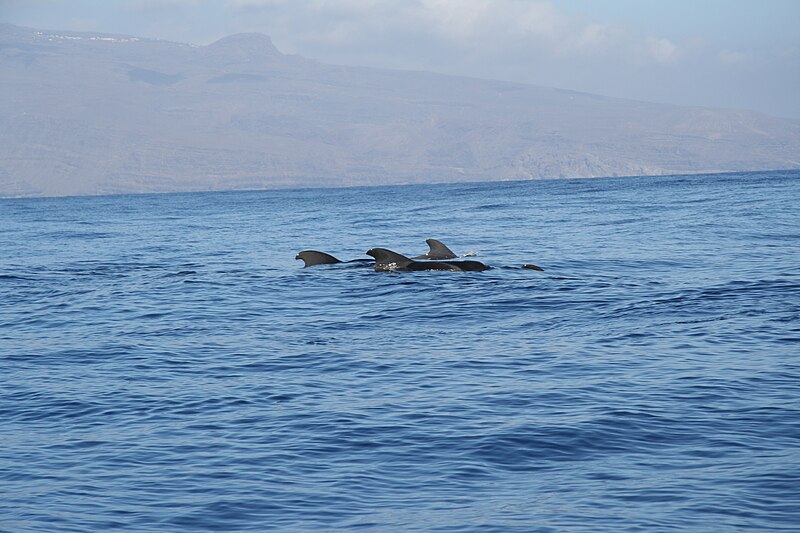 File:Grindwale vor La Gomera IV.jpg