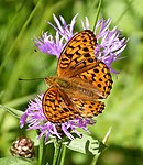 Skovperlemorsommerfugl Argynnis adippe