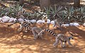 Berenty Natural Reserve, Madagascar
