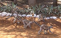 Malá skupina lemurů kata v jejich přirozeném prostředí. U lemurů kata jsou dominantní samice.