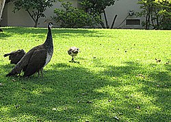 Peacock, a symbol of Arcadia, walking on a lawn in Arcadia