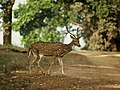 Chital