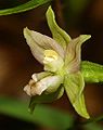 Pollinii di Epipactis helleborine