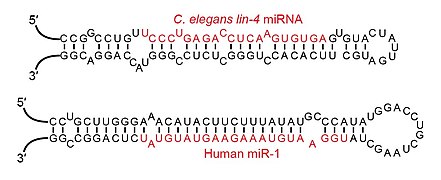 Examples of microRNA stem-loops.jpg