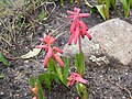 Lachenalia bulbifera