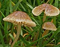 Mycena olivaceomarginata