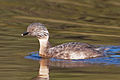 Hoary-headed grebe