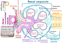 Renal corpuscle-en.svg