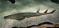 Common guitarfish