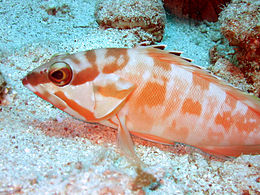 (Epinephelus fasciatus)