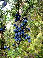 Juniperus communis (Jeneverbes), tak met vruchten