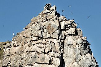 Kolyuchin Island: Bird rock with thick-billed murres and kittiwakes