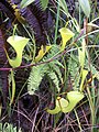 Nepenthes inermis