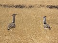 near Lake Natron, Ngorongoro, Tanzania