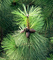 Gejb-Farch (Pinus ponderosa)
