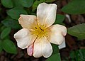 Rosa Mutabilis, 1890