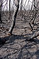 Forest after the fire in Smiltyne