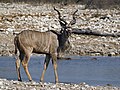 Greater kudu