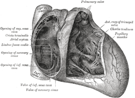 Tekening van de musculi papillares in het hart