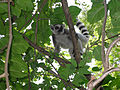 Bezaha Mahafaly Special Reserve, Madagascar