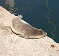 Mediterranean monk seal