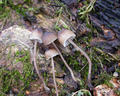 Mycena erubescens