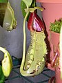 Nepenthes spathulata