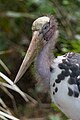 Lesser Adjutant