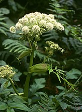 Inflorescence.