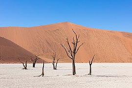 Arbres morts vieux de plus de 550 ans dans Dead Vlei.