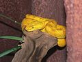 Image 17Eyelash viper (Bothriechis schlegelii) (from Wildlife of Costa Rica)