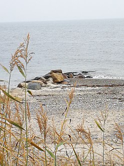 Moesgaard Strand (Aarhus)