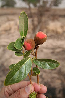 Icacina senegalensis MS 4687.JPG