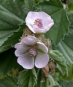 Marsh Mallow Althaea officinalis (6171430693).jpg