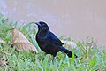 Melodious blackbird