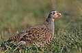 Grey partridge