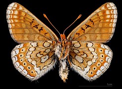 Euphydryas aurinia provincialis ♂ △