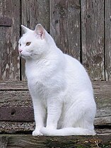 White cats